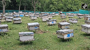 Anantnag Girl Turns Beekeeping into Livelihood with Govt Support
