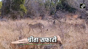 Kuno: The Perfect Blend of Cheetah Safari and Luxury Living