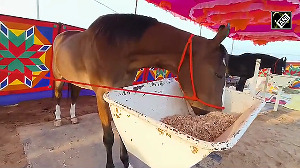 Pushkar Fair Sensation! 31-Month-Old 'Nagina' Valued at Rs 1 Crore