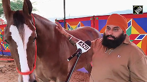 Pushkar Fair Sensation! 31-Month-Old Nagina Valued at Rs 1 Crore