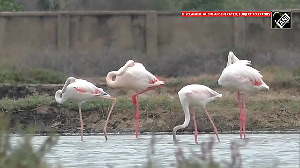 Flamingos take over Thoothukudi's salt pans, WATCH