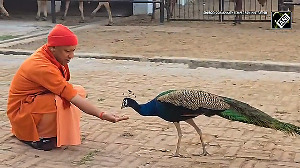 Viral Video: Yogi Feeds Peacock During Gauseva at Gorakhnath Temple