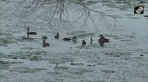 Rare aquatic birds converge on Thoothukudi Pond