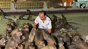 Hanuman Sena feeds thousands of monkeys in Ayodhya on 4th Tuesday of Jyeshtha