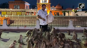 Hanuman Sena feeds thousands of monkeys in Ayodhya on 4th Tuesday of Jyeshtha