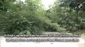 Scientist turns fly ash land into bamboo forest in Maharashtra