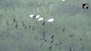 Perungulam pond in Thoothukudi, Tamil Nadu has become an important habitat for aquatic birds