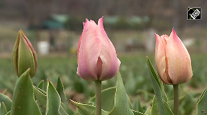 Preparations in full swing for opening of Asia's largest Tulip garden