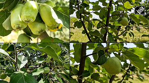 KVK Reasi develops heat-resistant apple variety 