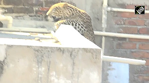 A leopard entered the residential area of Pardi locality, injuring 7 people