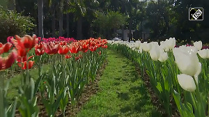 Tulips bloom at Netherland embassy in Delhi!