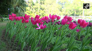 Tulips bloom at Netherland embassy in Delhi!