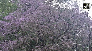 Shillong wrapped in a sheet of purple flowers, attracts tourists