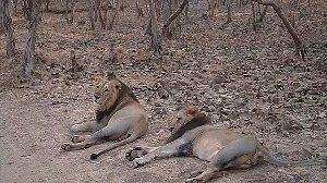 Watch: PM Modi takes a lion safari at Gir National Park