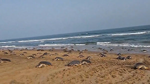 Olive Ridley turtle mass nesting at Odisha coast breaks all records