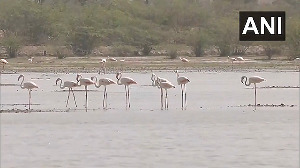 Flamingos flock to Jaipur's Sambhar Salt Lake