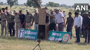 African female cheetah Dheera joins male coalition at MP's Gandhi Sagar Wildlife Sanctuary