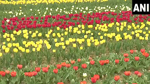 Asia's largest tulip garden in Srinagar ready to open for tourists