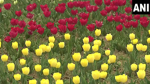 Asia's largest tulip garden in Srinagar ready to open for tourists