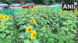 Golden Glory: Nilambur's Sunflowers in Full Bloom Ahead of Onam