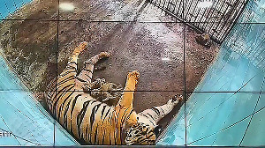 Delhi zoo welcomes six Bengal Tiger cubs, largest litter in 20 years