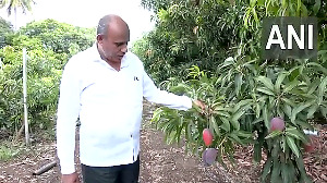 This Pune farmer is growing Japanese Miyazaki mangoes