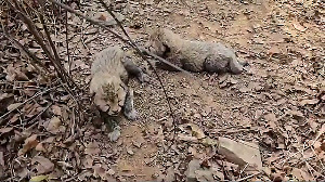 Cheetah 'Veera' gives birth to two cubs in MP's Kuno National Park